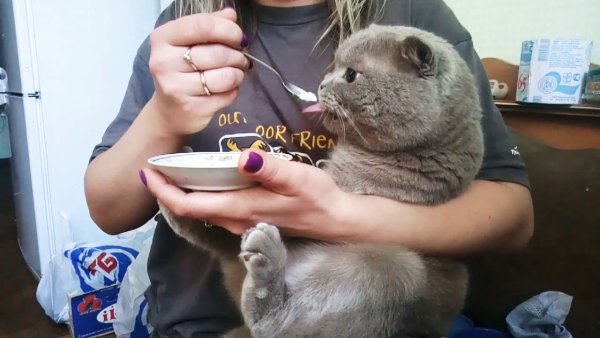 Кот с ложкой