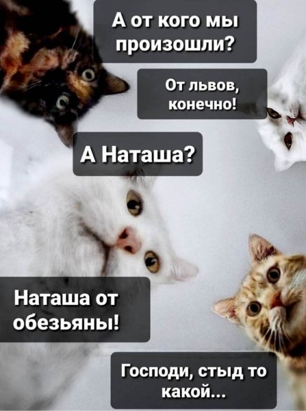 С котами и наташей