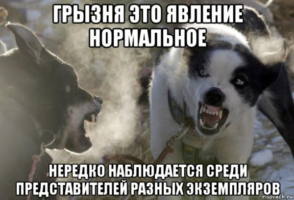 Мемы с собаками