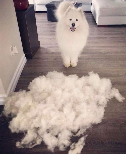 Самоедская лайка белая