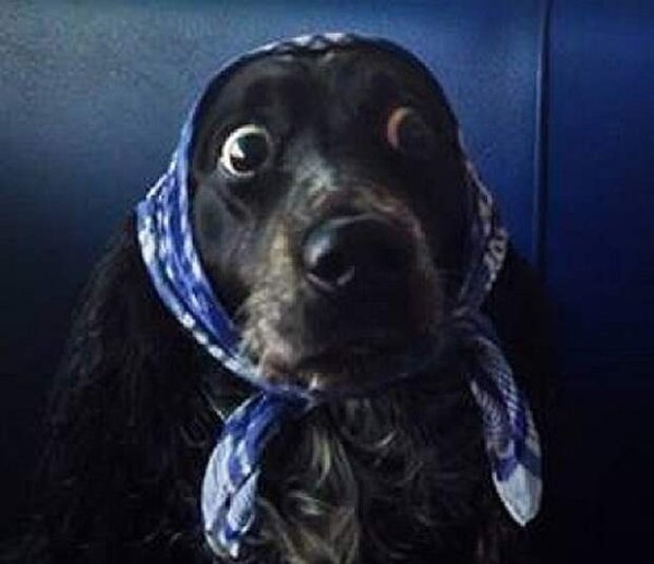 Собака в платке