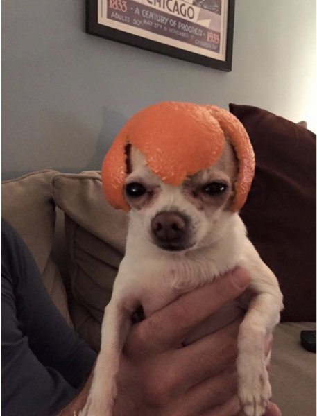 Собака с мандаринами на голове