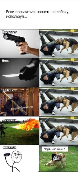 Смешные собаки мемы