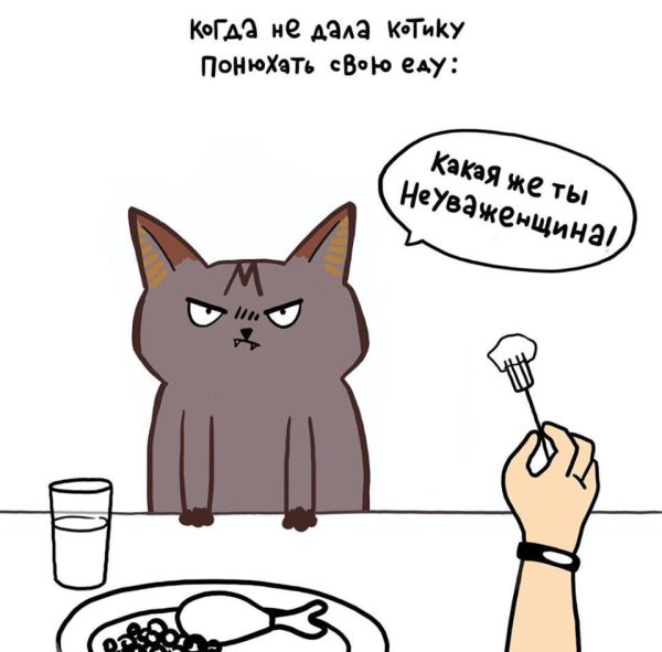 Кот и еда мемы