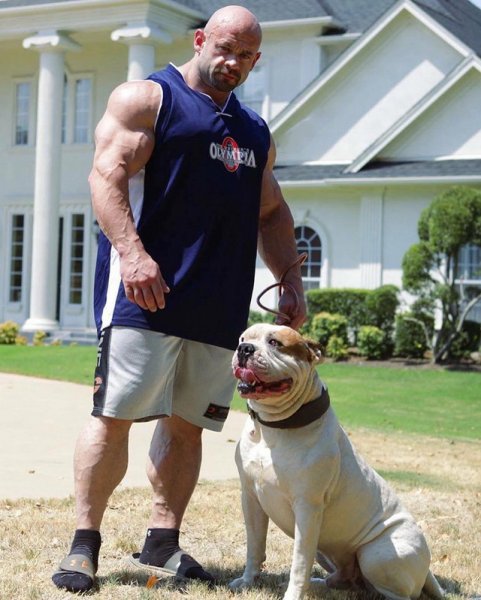 Американский булли качок