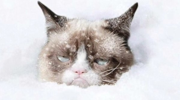 Недовольный кот в снегу