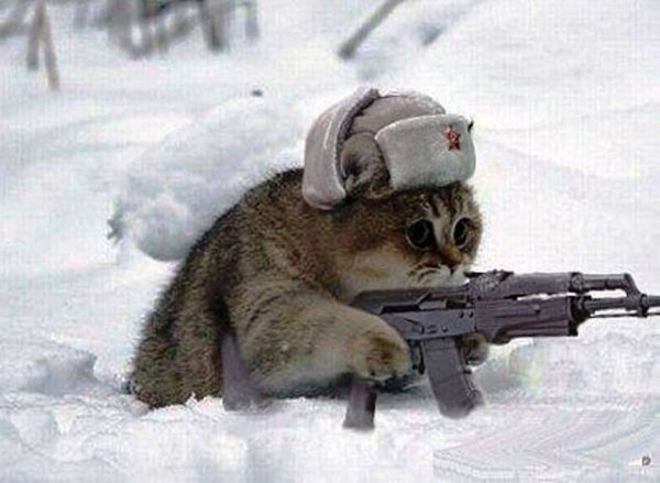 Кот с пулеметом