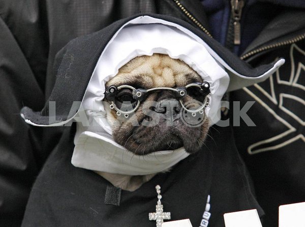 Собака монашка