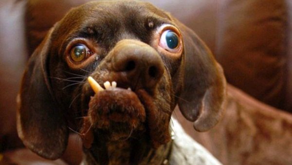 Собачка с выпученными глазами