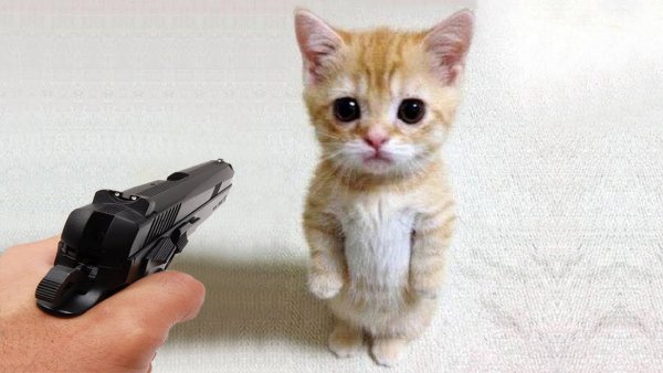 Кот на двух лапах Мем