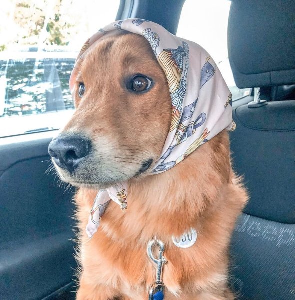 Животные в платках