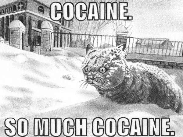 Кот в снегу