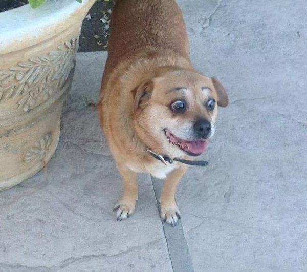 Смешная собака Мем