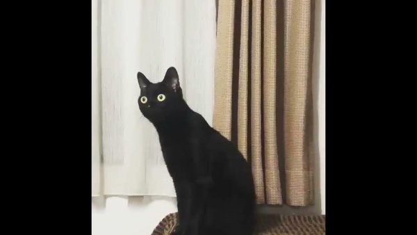 Черный кот удивление
