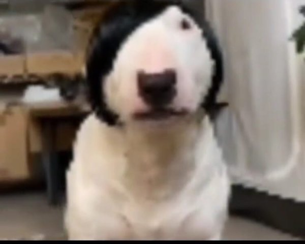 Эмо с щенком