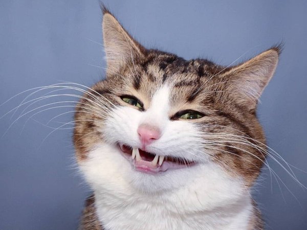 Кот улыбается