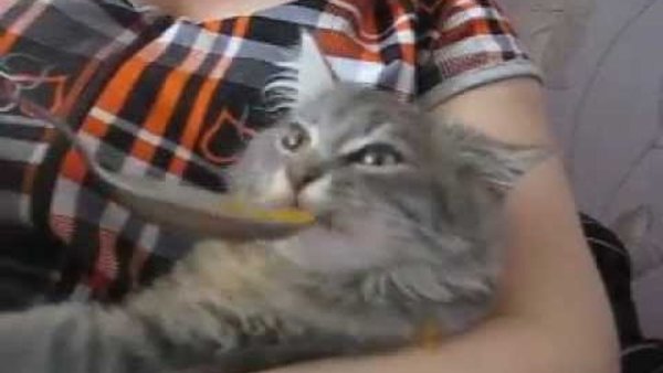 Кот ест с ложки Мем