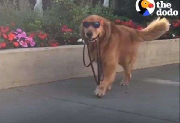 Поводок для собак