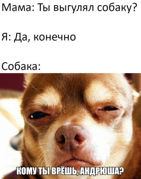 Я собака