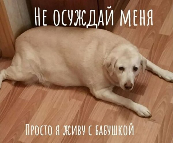 Мемы про жирных собак
