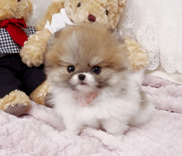 Померанский шпиц злится