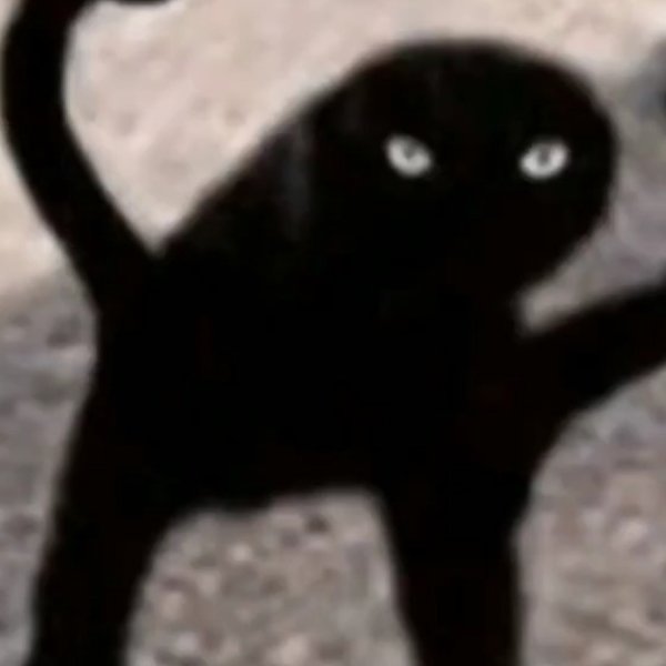 Черный кот Мем