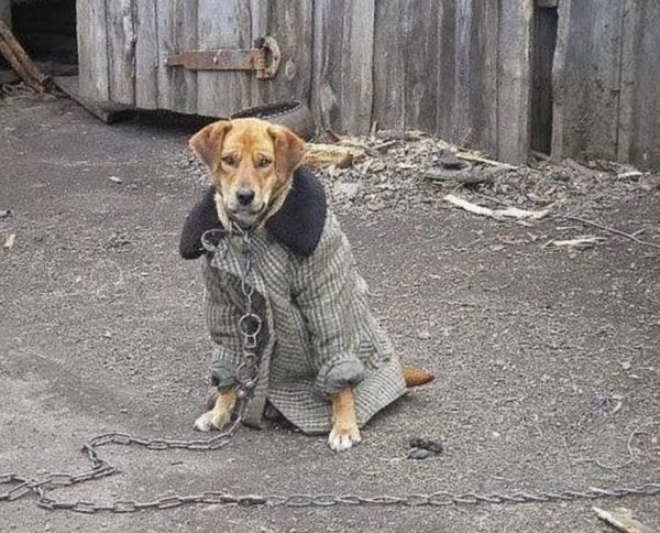 Пальто и собака