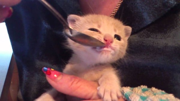 Кот с ложкой