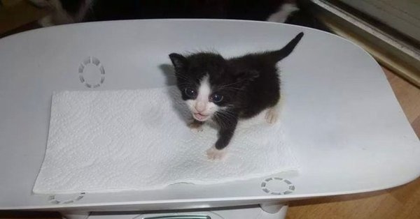 Маленький кот Мем