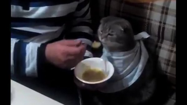 Кот ест с ложечки