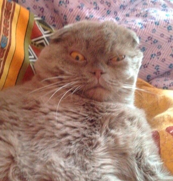 Кот только проснулся