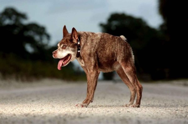 Немецкая овчарка Квазимодо