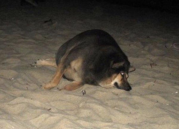 Толстые собаки