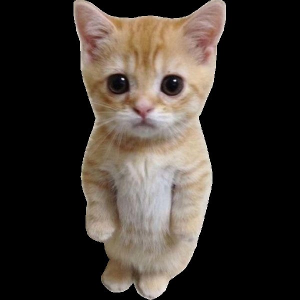 Эль Гато котик