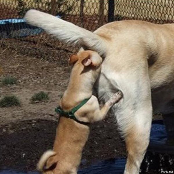 Собаки нюхают под хвостом