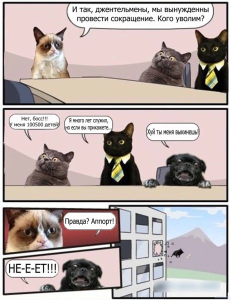 Мемы с котом