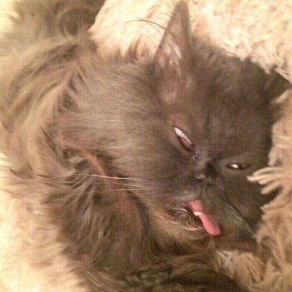 Котик только проснулся