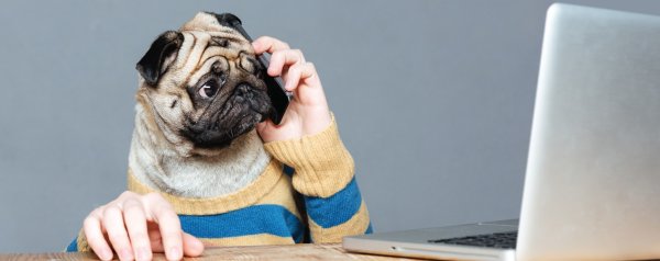 Мопс бухгалтер