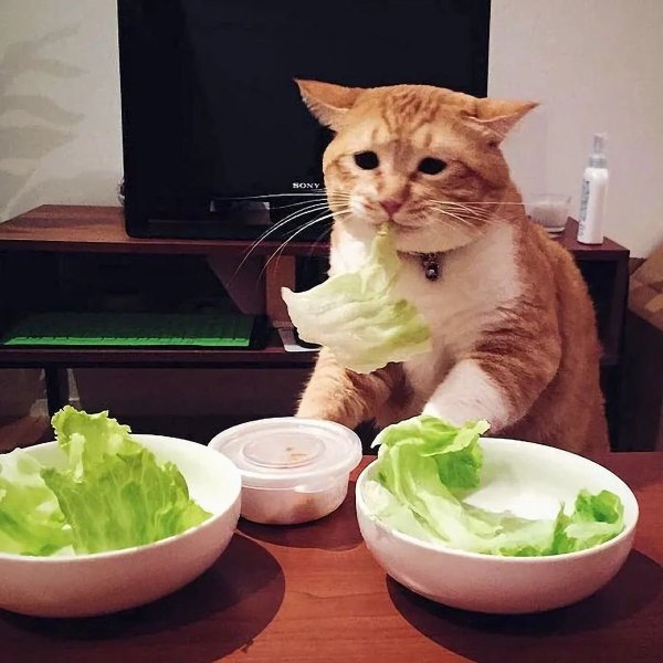 Котик с едой