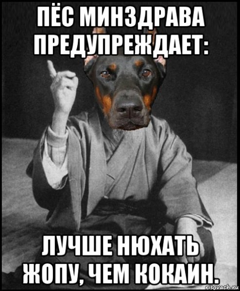 Собака принюхивается