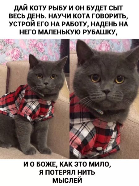 Смешные мемы с котами и надписями