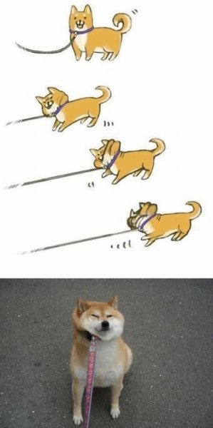 Сиба ину Мем