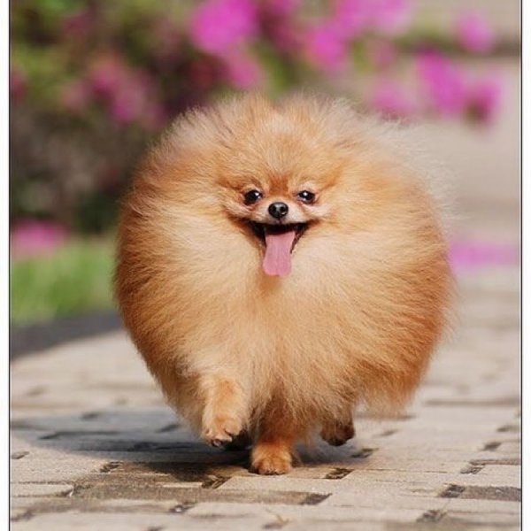 Шпиц померанский карликовый