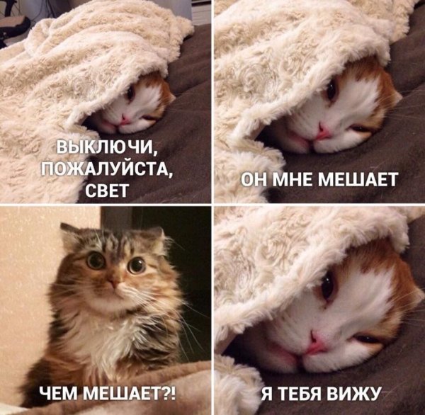 Котики смешные мемы