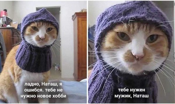 Коты мемы
