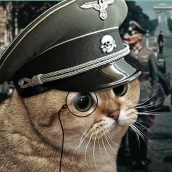 Кот в фуражке военной