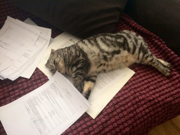 Котик с документами