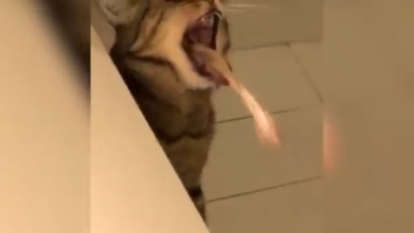 Кошка которую тошнит