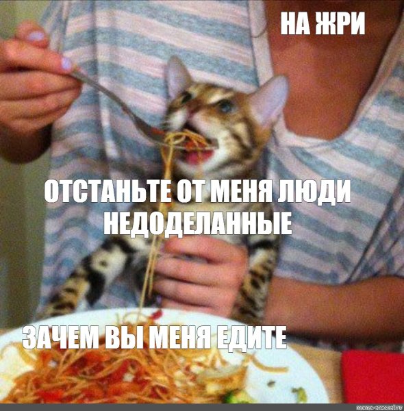 Мем с котом которого кормят