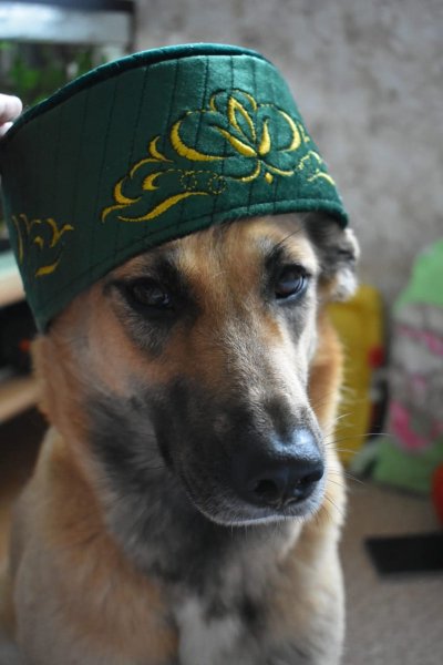 Мусульманская собака